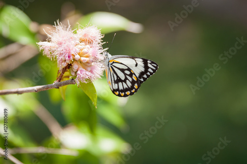 Caper White butterfly resting on flower photo