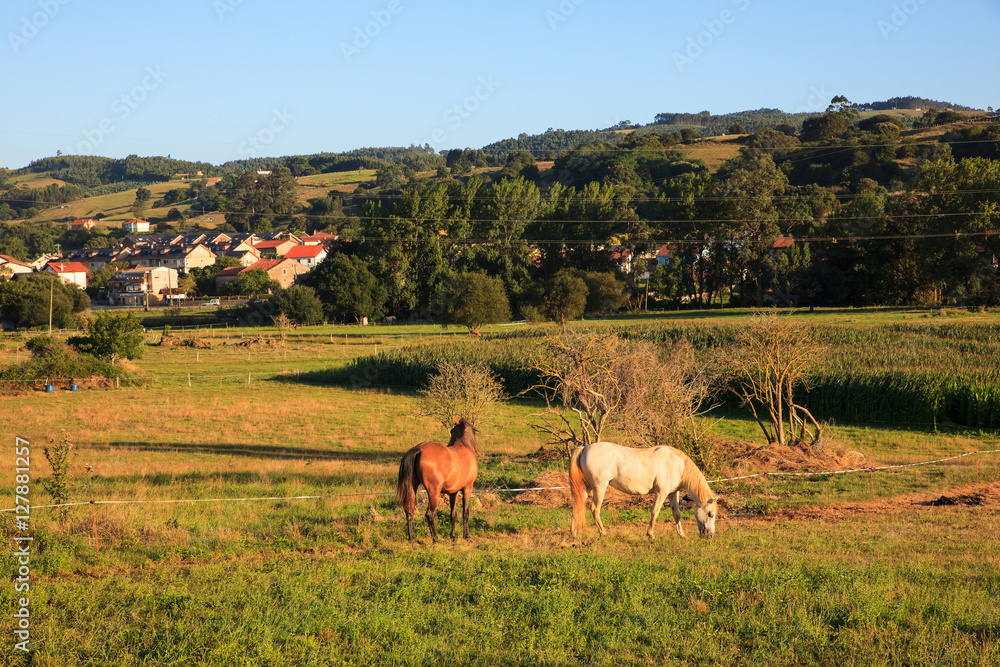 View of horses in countryside