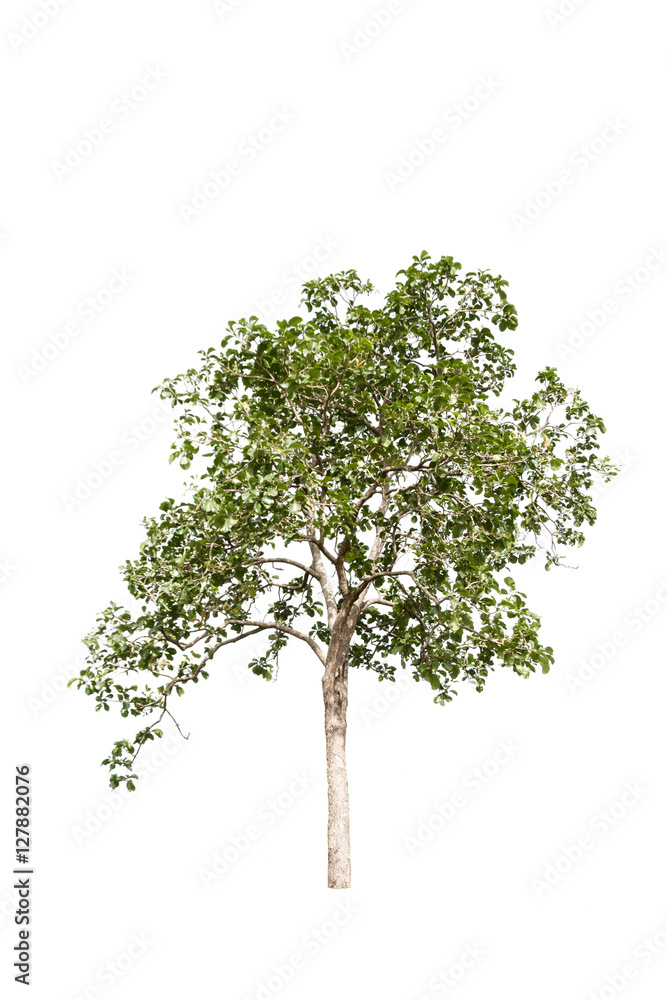 Naklejka premium Tree isolated