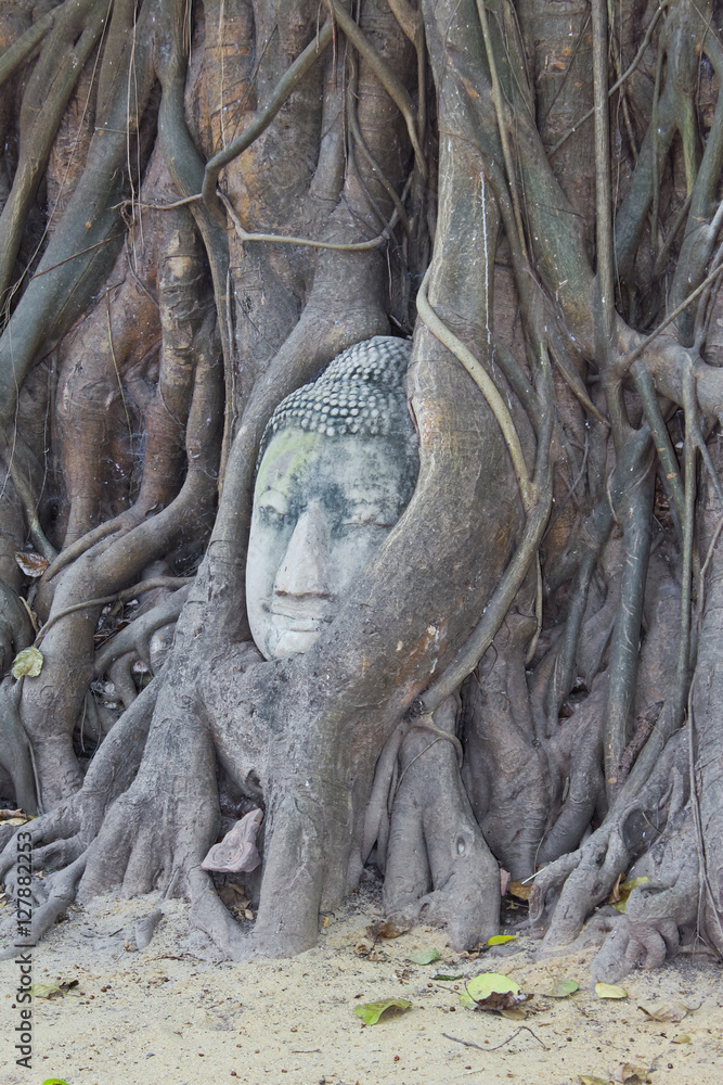 Buddha is caught up in a branch / Buddha is caught up in a branch in Thailand 