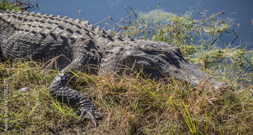 Sunning American Alligator