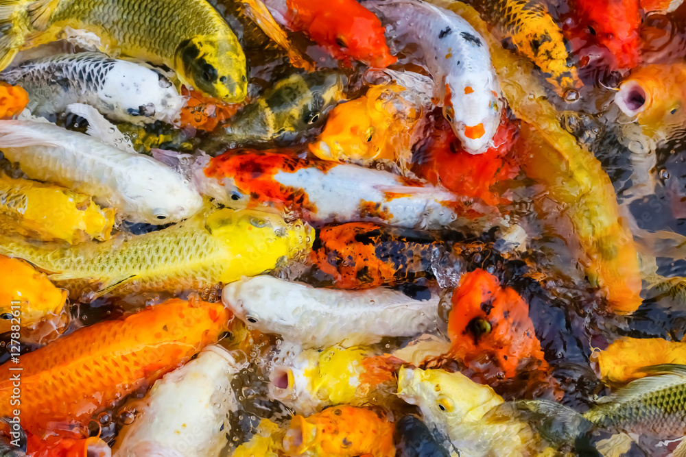 colorful koi carps surfaces in a feeding frenzy colorful koi carps surfaces in a feeding frenzy