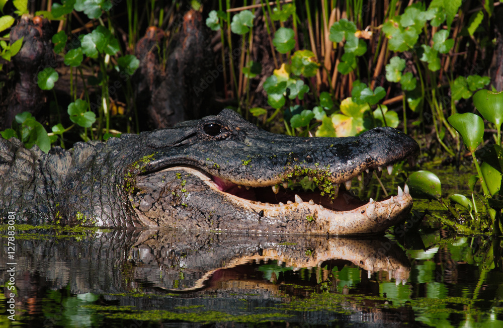 Fototapeta premium Alligator - Mouth Open