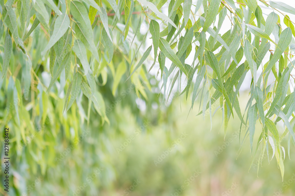 Obraz premium Eucalyptus leaves. branch eucalyptus tree nature background