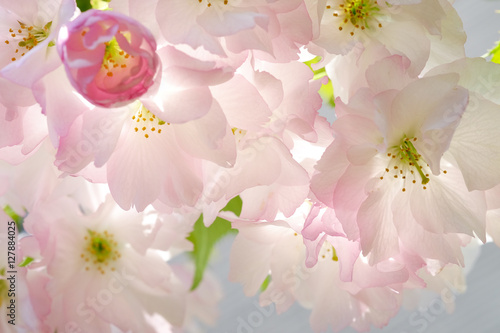 八重桜