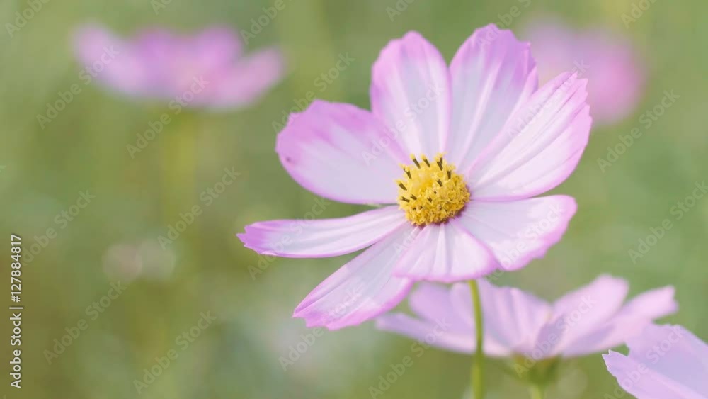 Cosmos Flowers,at Showa Kinen Park,Tokyo,Japan,Filmed in 4K Cosmos Flowers,at Showa Kinen Park,Tokyo,Japan,Filmed in 4K