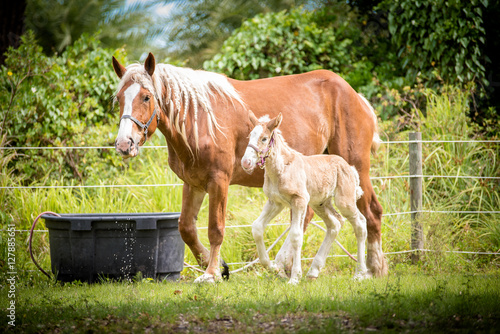 Schilderij op canvas Belgian mare and foal