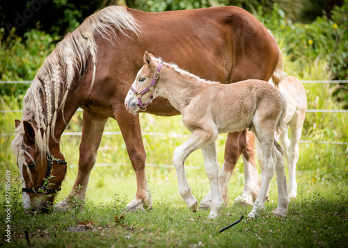 Schilderij op canvas Belgian mare and foal