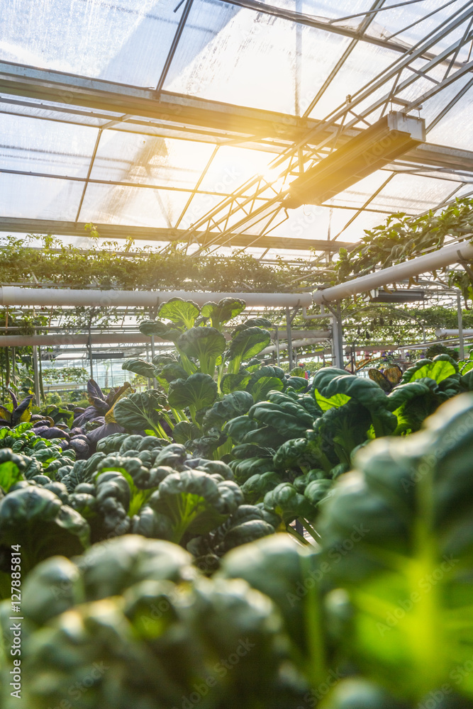 Organic vegetable in greenhouse in city of China. Organic vegetable in greenhouse in city of China.