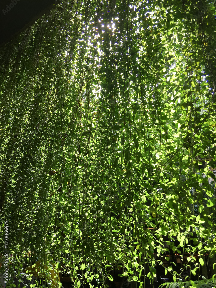 Obraz premium curtains Trees