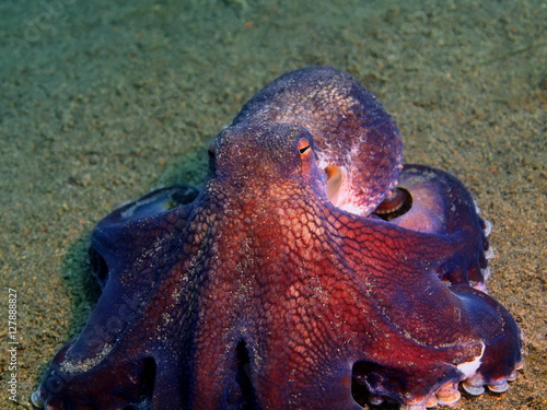 Octopus © vodolaz