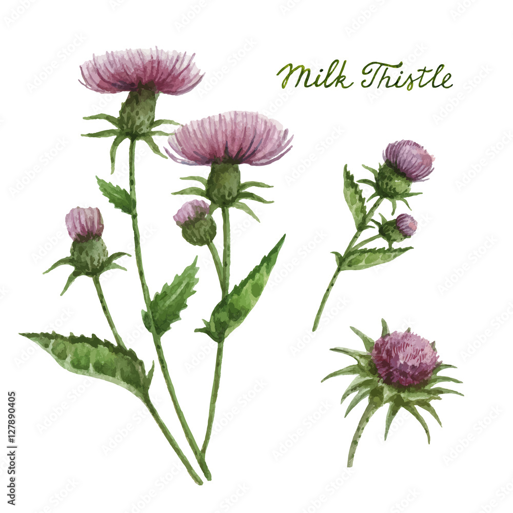 Watercolor vector illustration of milk Thistle. Stock Vector | Adobe Stock