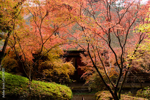 滋賀県 石山寺の紅葉