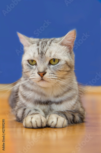 Wallpaper Mural American shorthair cat  Torontodigital.ca