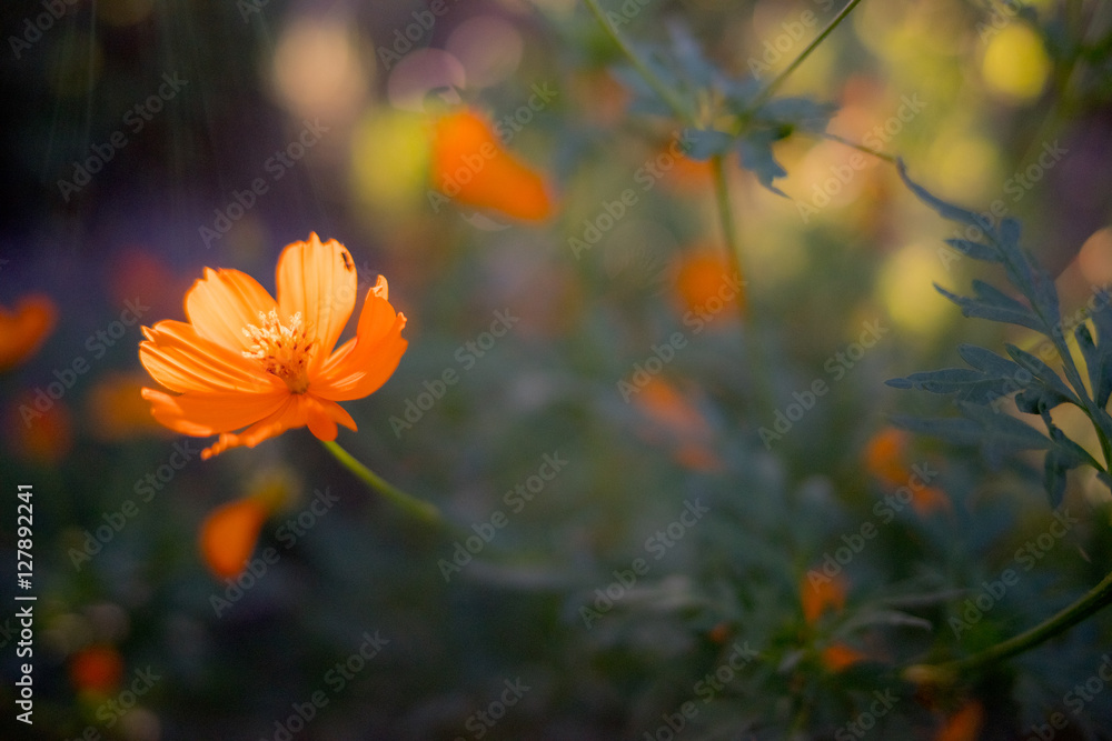 Cosmos sulphureus Cosmos sulphureus