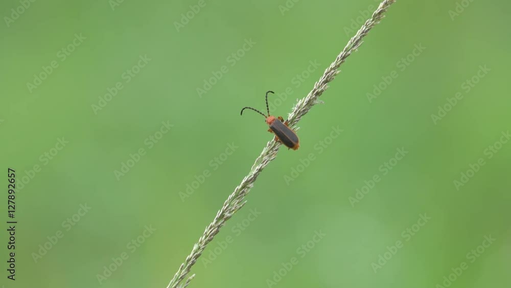 insect on a green leaf in CHIANG MAI THAILAND insect on a green leaf in CHIANG MAI THAILAND