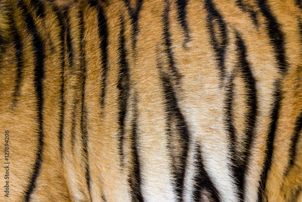 Tigerfell in einer Nahaufnahme, als Hintergrundbild