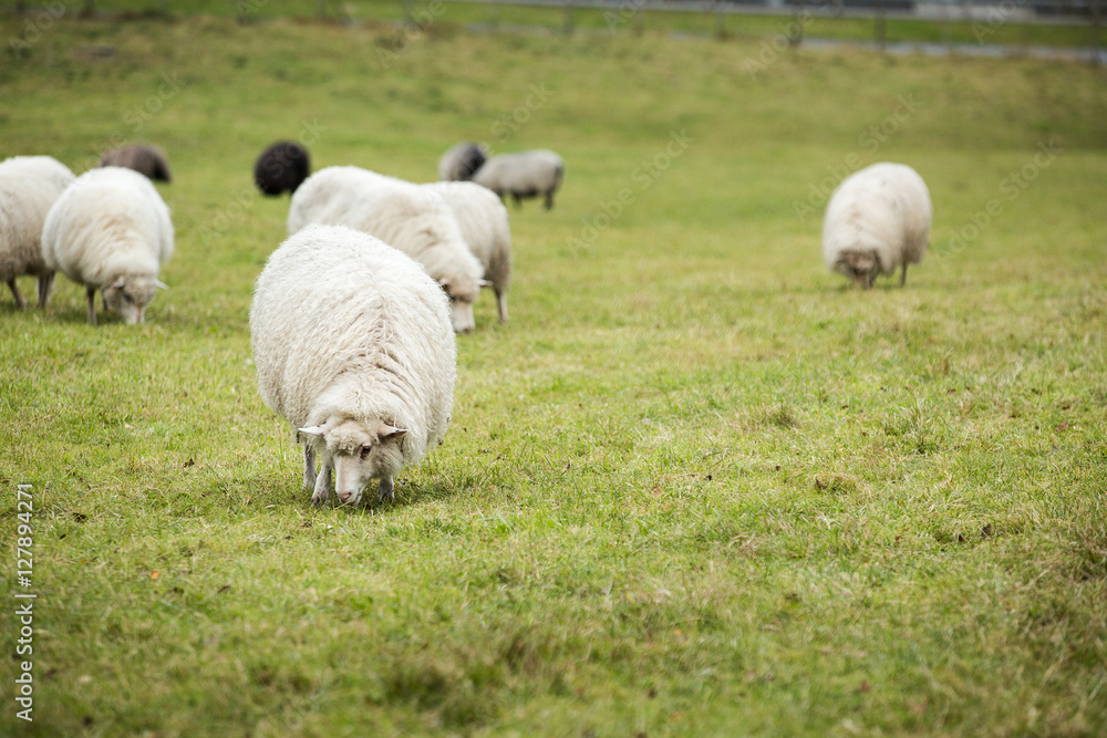 Obraz premium Sheep Meadow