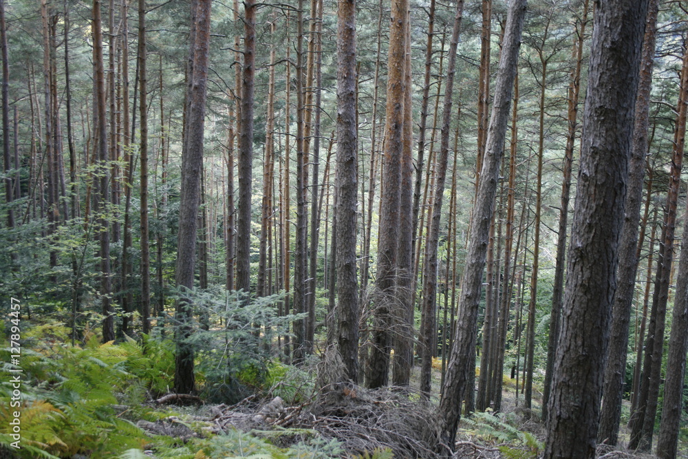 Wald im Elsaß
