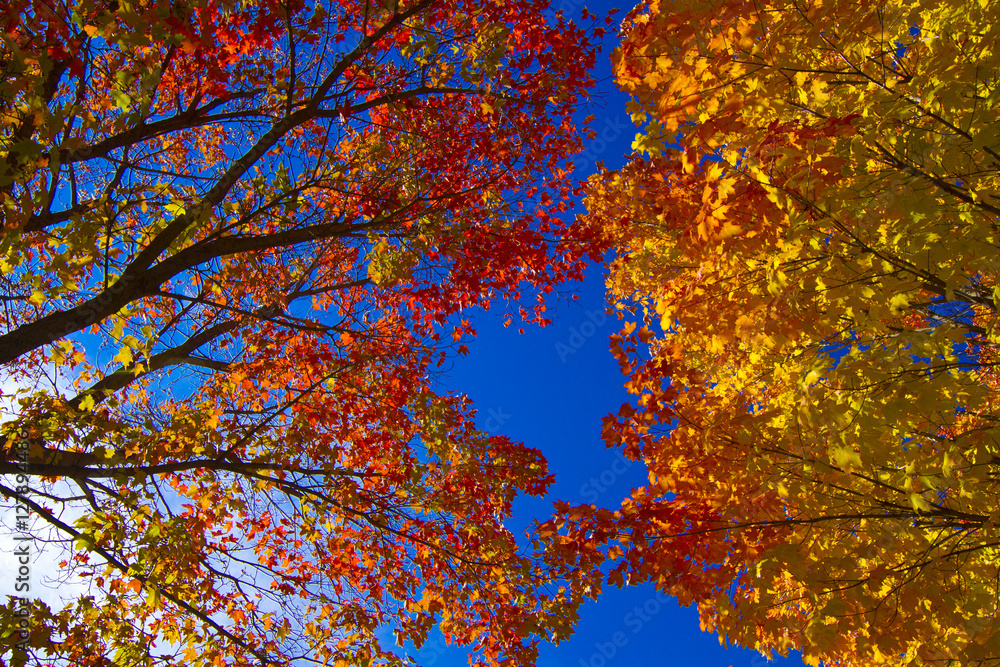 Autumn Sky and Leaves 
