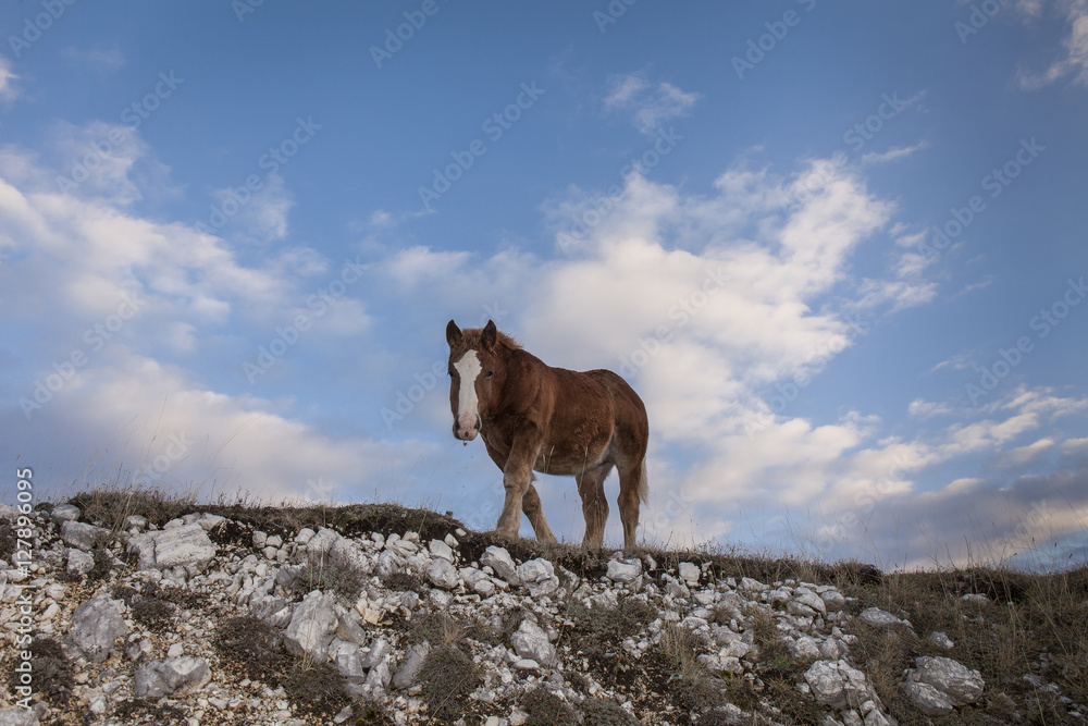 Obraz premium Brown foal with white stain. Blue sky background with clouds