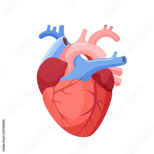 Anatomical Heart Isolated. Muscular Organ in Human