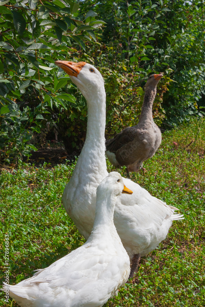 Three adult geese Three adult geese