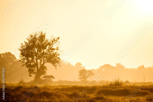 rice field with cottage and sunrise