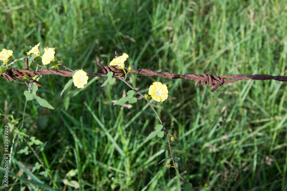 .Thousands of yellow flowers on old rusty barbed wire. .Thousands of yellow flowers on old rusty barbed wire.