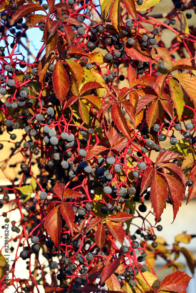 Naklejka premium Wild wine in autumn leaves and fruits from the wild wine in autumn