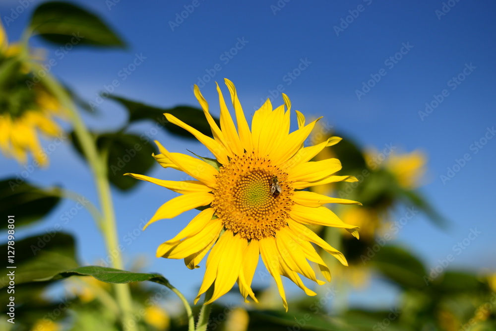 Beautiful picture. Sunflower under a blue sky. Beautiful picture. Sunflower under a blue sky.