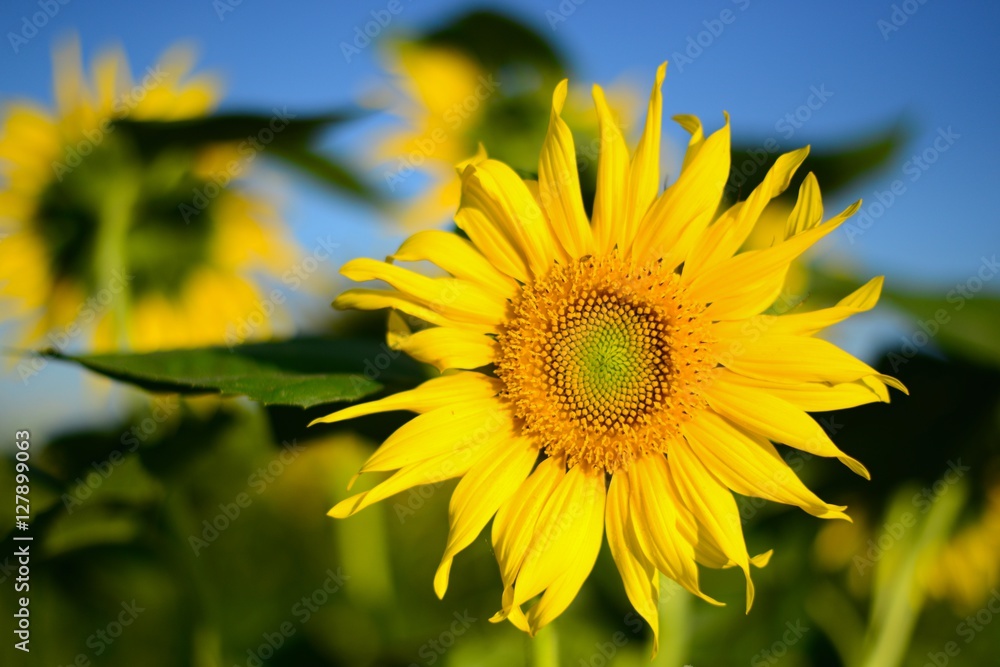 Beautiful picture. Sunflower, foreground. Beautiful picture. Sunflower, foreground.