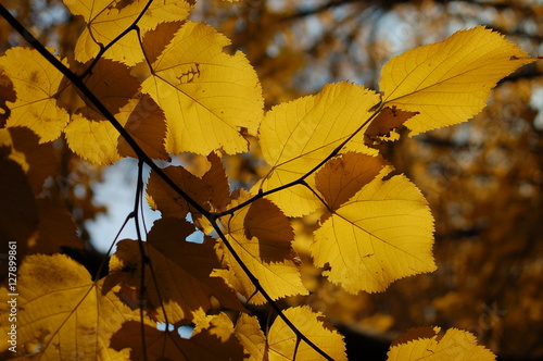 Autumn Scene, Yellow Leafs in Fall Season.