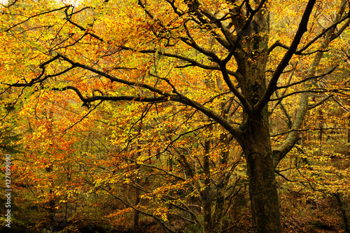 Beautiful Autumn Scene