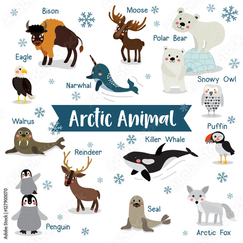 Arctic Animal cartoon on white background with animal name. Penguin, Polar Bear, Reindeer. Walrus. Moose. Snowy Owl. Arctic Fox. Eagle. Killer whale. Bison. Seal. Puffin. Narwhal. Vector illustration.