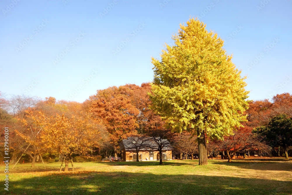 代々木公園 代々木公園