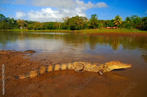 Crocodile in the river water. Spectacled Caimani, Caiman crocodilus, the water with evening sun. Crocodile from Costa Rica. Dangerous water animal in the nature habitat. Forest with blue sky.