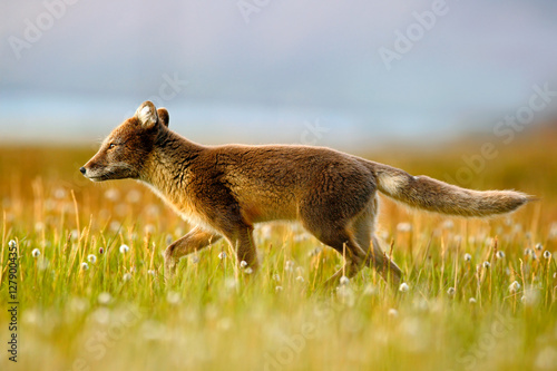 Arctic Fox, Vulpes lagopus, in the nature habitat. Fox in grass meadow with flowers, Svalbard, Norway. Beautiful animal in the bloom field. Running fox. Wildlife action scene from Norway.