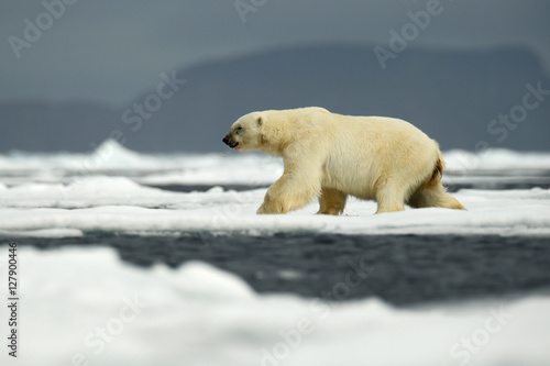 Polar bear in the nature. Big polar bear on drift ice edge with snow a water in Arctic Svalbard, Norway