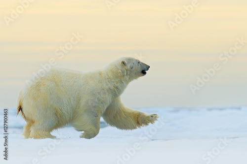 Polar bear running on the ice with water, on drift ice in Arctic Russia. Polar bear in the nature habitat with snow. Big animal with snow. Action wildlife scene with polar bear, Russia. Danger.