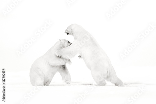 Art, black and white photo of two polar bears fighting on drift ice in Arctic Svalbard. Animal fight in white snow. White wildlife scene with two polar bears. Pair of bear dancing on the ice, Canada