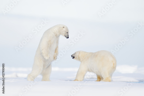 Polar fight on the ice. Two polar bear fighting on drift ice in Arctic Svalbard. Wildlife winter scene with two polar bear. Action view of wild nature. Pair of polar bird in love with open muzzle.