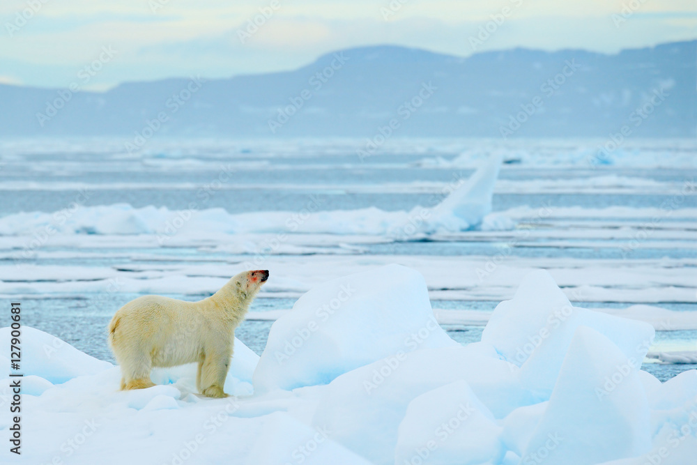Polar bear on drift ice with snow, white animal in the nature habitat, Svalbard, Norway. Running polar bear in the cold sea. Polar bear with blue iceberg. Beautiful winter scene with ice and snow. Polar bear on drift ice with snow, white animal in the nature habitat, Svalbard, Norway. Running polar bear in the cold sea. Polar bear with blue iceberg. Beautiful winter scene with ice and snow.