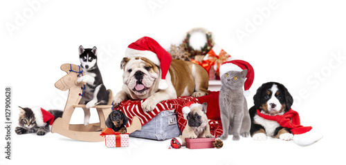 Fototapeta Naklejka Na Ścianę i Meble -  Bulldog in Santa hat and Bernese mountain dog,   french bulldog puppy