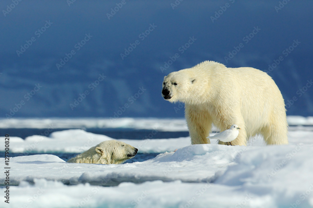Two polar bear, one in the water, second on the ice. Polar bear couple  cuddling on