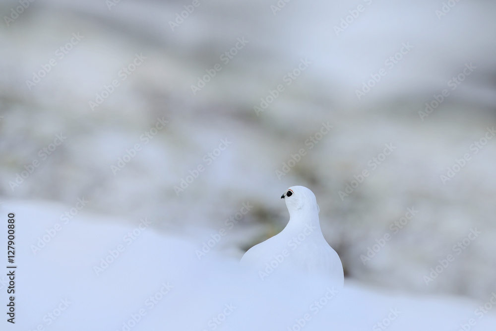 White bird hidden in white habitat. Art view of nature. Rock Ptarmigan, Lagopus mutus, white bird sitting on the snow, Norway. Cold winter in north of Europe. Wildlife scene with white bird in snow White bird hidden in white habitat. Art view of nature. Rock Ptarmigan, Lagopus mutus, white bird sitting on the snow, Norway. Cold winter in north of Europe. Wildlife scene with white bird in snow