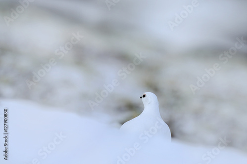 White bird hidden in white habitat. Art view of nature. Rock Ptarmigan, Lagopus mutus, white bird sitting on the snow, Norway. Cold winter in north of Europe. Wildlife scene with white bird in snow