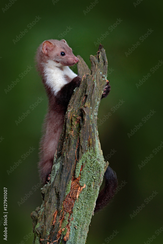 Stone marten, detail portrait of forest animal. Small predator sitting on the tree trunk with green moss in forest. Wildlife scene, Russia. Beech marten, Martes foina, with clear green background.