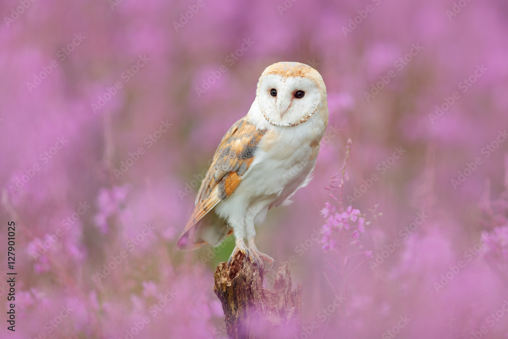 Fototapeta premium Beautiful nature scene with owl and pink flowers. Barn Owl in light pink bloom, clear foreground and background, Czech Republic. Wildlife art scene from nature with bird. Owl in the meadow habitat.