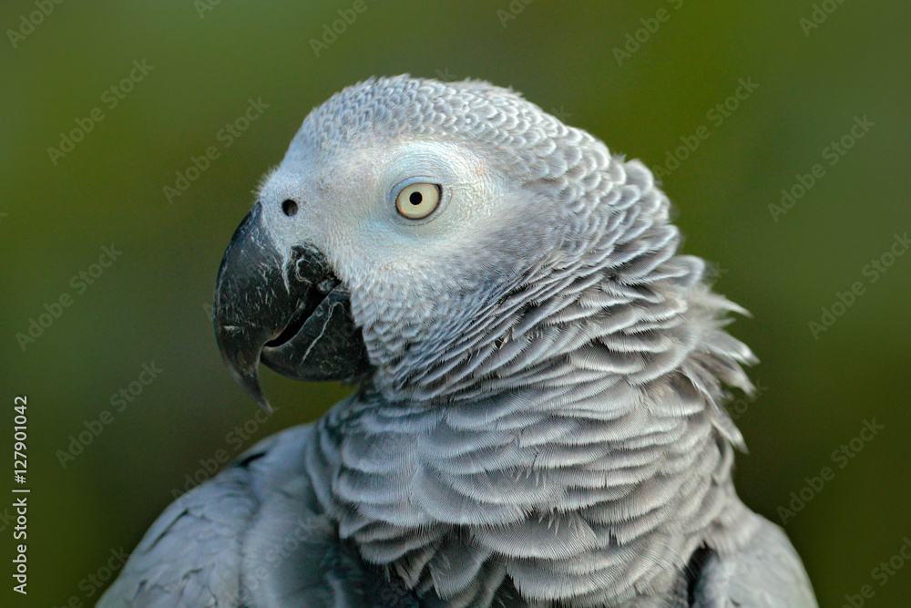 Detail portrait of beautiful grey parrot. African Grey Parrot, Psittacus erithacus, sitting on the branch, Africa. Bird from the Gabon green tropic forest. Detail portrait of beautiful grey parrot. African Grey Parrot, Psittacus erithacus, sitting on the branch, Africa. Bird from the Gabon green tropic forest.